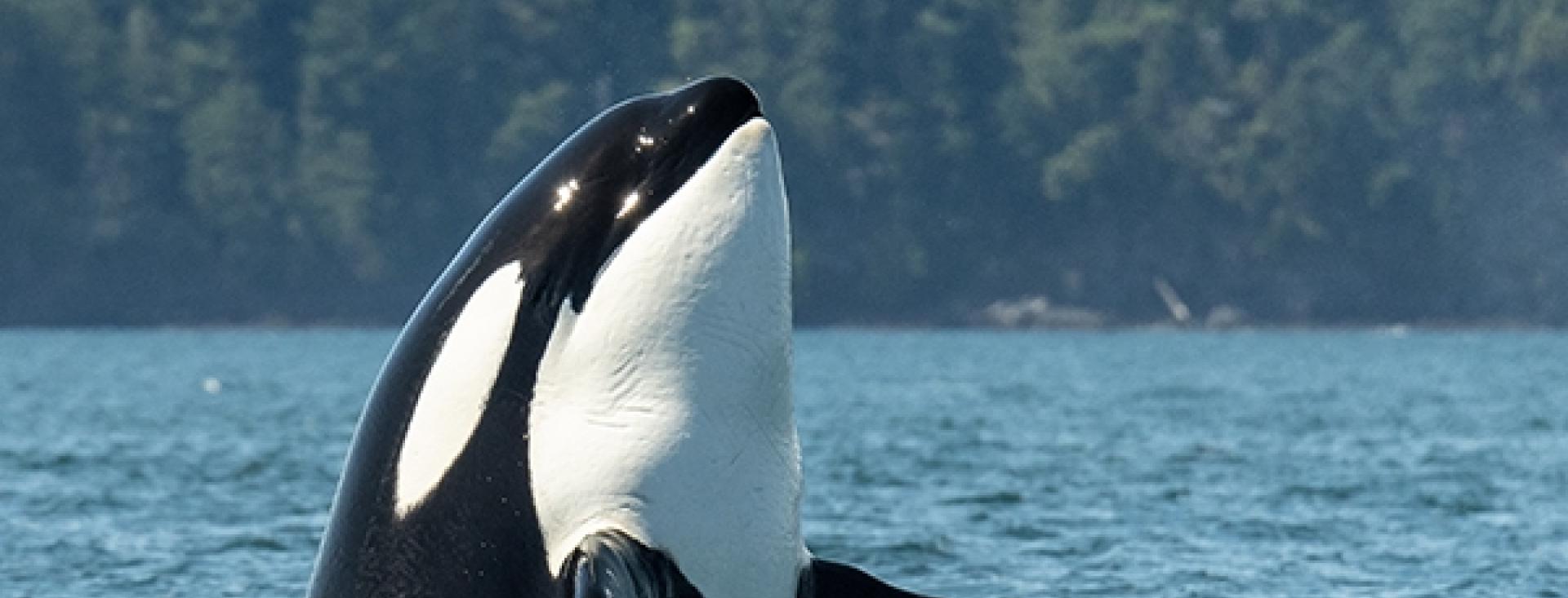 San Juan Island Orca Whale Watching Tours